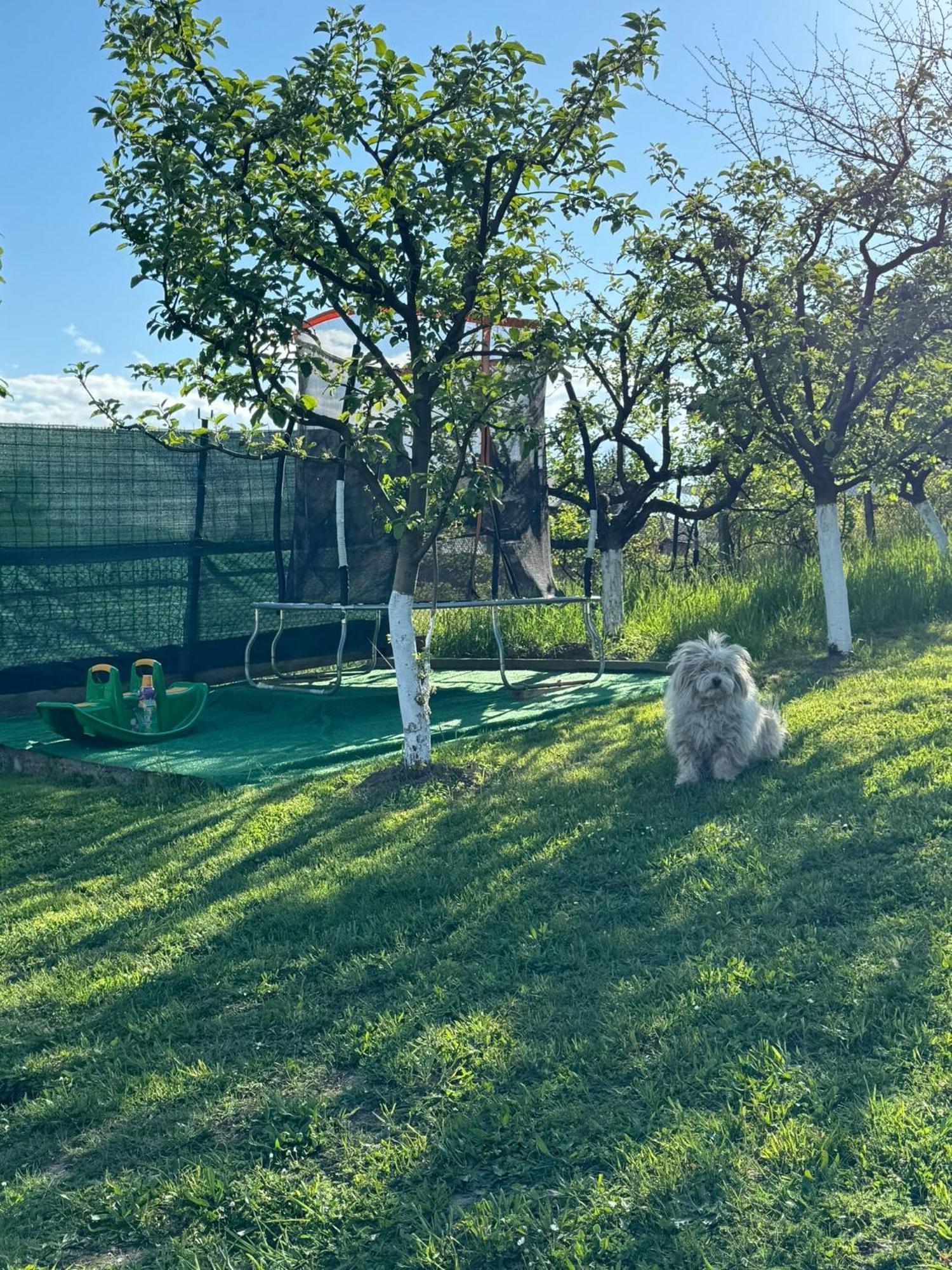 Pensiunea Boculet Gura Humorului Exterior foto